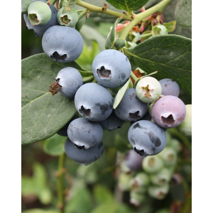 Čučoriedka kanadská (Vaccinium corymbosum) ´DUKE´ Čučoriedka kanadská (Vaccinium corymbosum) ´DUKE´