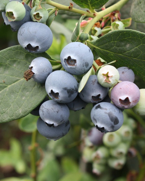 Čučoriedka kanadská (Vaccinium corymbosum) ´DUKE´ Čučoriedka kanadská (Vaccinium corymbosum) ´DUKE´