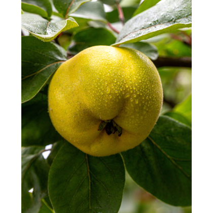 Dula podlhovastá (Cydonia oblonga) Dula podlhovastá (Cydonia oblonga)