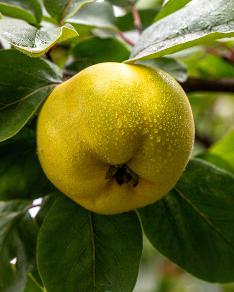 Dula podlhovastá (Cydonia oblonga) Dula podlhovastá (Cydonia oblonga)