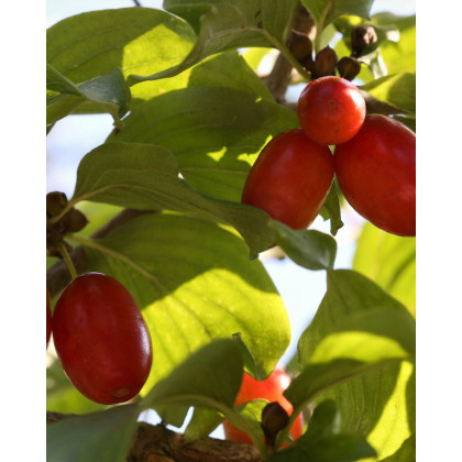 Drieň jedlý (Cornus mas) ´JOLICO´ Drieň jedlý (Cornus mas) ´JOLICO´
