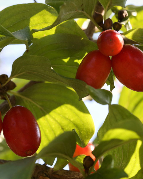 Drieň jedlý (Cornus mas) ´JOLICO´ Drieň jedlý (Cornus mas) ´JOLICO´