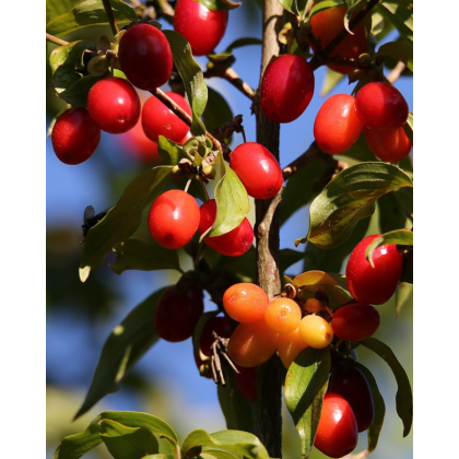 Drieň jedlý (Cornus mas) ´JOLICO´ Drieň jedlý (Cornus mas) ´JOLICO´