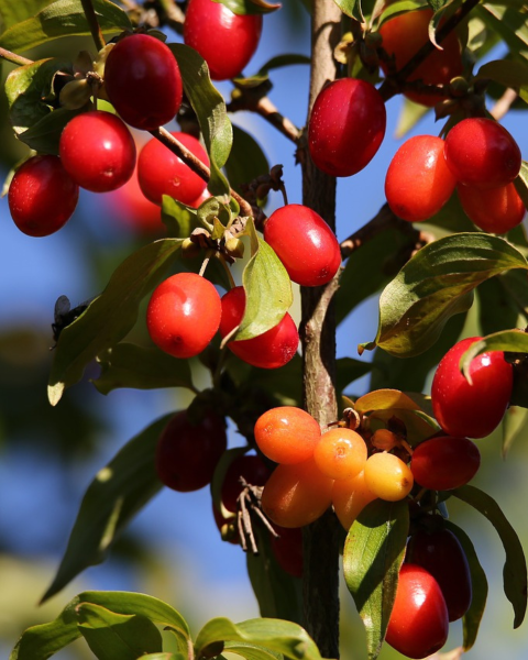 Drieň jedlý (Cornus mas) ´JOLICO´ Drieň jedlý (Cornus mas) ´JOLICO´