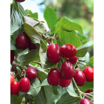 Drieň jedlý (Cornus mas) ´JOLICO´ Drieň jedlý (Cornus mas) ´JOLICO´