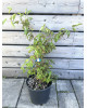 Drieň jedlý (Cornus mas) ´JOLICO´