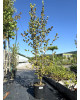 Drieň jedlý (Cornus mas) ´JOLICO´