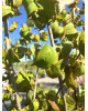 Drieň jedlý (Cornus mas) ´JOLICO´