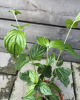 Drieň jedlý (Cornus mas) ´JOLICO´ Drieň jedlý (Cornus mas) ´JOLICO´