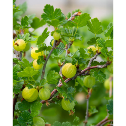 Egreš obyčajný (Grossularia uva-crispa) ´CZECHOWSKI´ Egreš obyčajný (Grossularia uva-crispa) ´CZECHOWSKI´