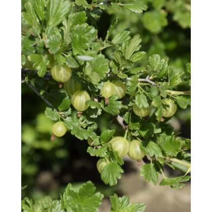 Egreš obyčajný (Grossularia uva-crispa) ´MUCURINES´ 