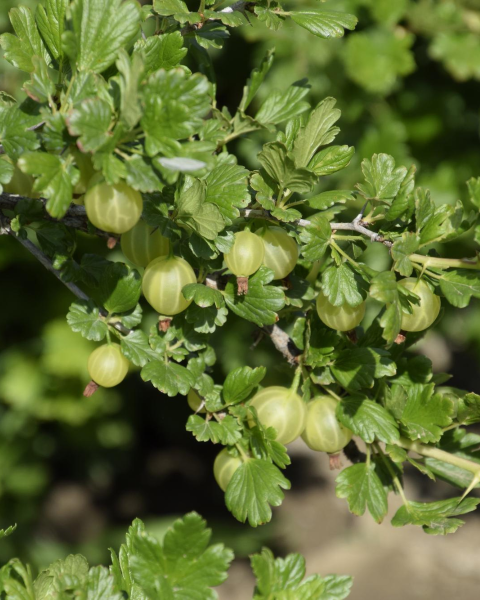 Egreš obyčajný (Grossularia uva-crispa) ´MUCURINES´ 