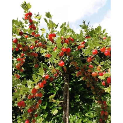 Egreš obyčajný (Grossularia uva-crispa) ´NIESLUCHOWSKI´ Egreš obyčajný (Grossularia uva-crispa) ´NIESLUCHOWSKI´