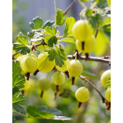 Egreš obyčajný (Grossularia uva-crispa) ´HINNONMÄKI GRÖN´ Egreš obyčajný (Grossularia uva-crispa) ´HINNONMÄKI GRÖN´