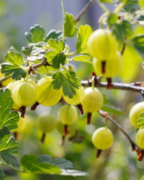 Egreš obyčajný (Grossularia uva-crispa) ´HINNONMÄKI GRÖN´ Egreš obyčajný (Grossularia uva-crispa) ´HINNONMÄKI GRÖN´