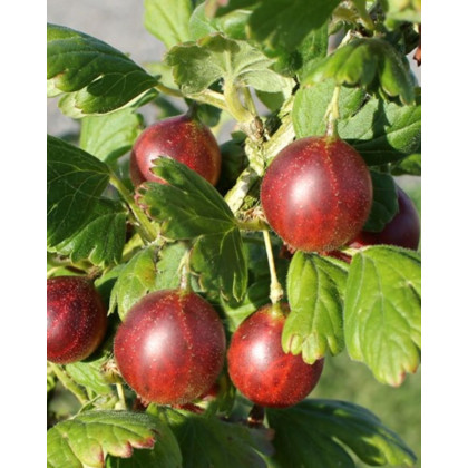 Egreš obyčajný (Grossularia uva-crispa) ´HINNONMÄKI RÖD´ Egreš obyčajný (Grossularia uva-crispa) ´HINNONMÄKI RÖD´