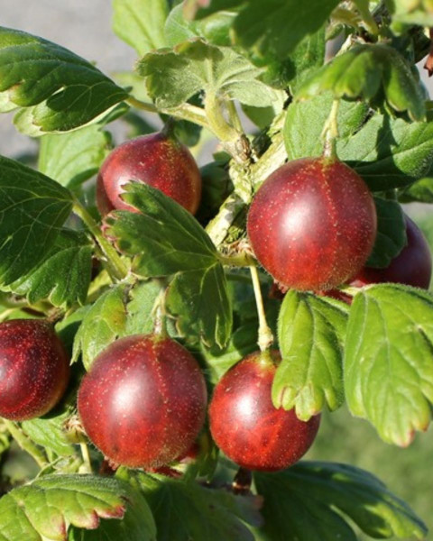 Egreš obyčajný (Grossularia uva-crispa) ´HINNONMÄKI RÖD´ Egreš obyčajný (Grossularia uva-crispa) ´HINNONMÄKI RÖD´