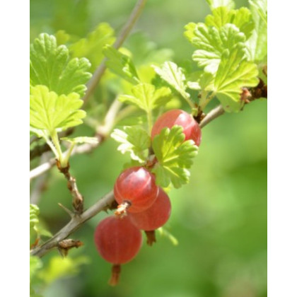 Egreš obyčajný (Grossularia uva-crispa) ´HINNONMAKI ROT´ Egreš obyčajný (Grossularia uva-crispa) ´HINNONMAKI ROT´