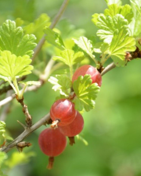 Egreš obyčajný (Grossularia uva-crispa) ´HINNONMAKI ROT´ Egreš obyčajný (Grossularia uva-crispa) ´HINNONMAKI ROT´