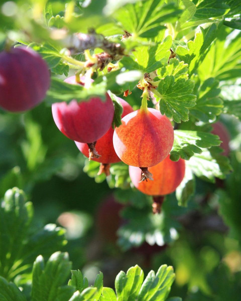 Egreš obyčajný (Grossularia uva-crispa) ´KAMENIAR´ Egreš obyčajný (Grossularia uva-crispa) ´KAMENIAR´