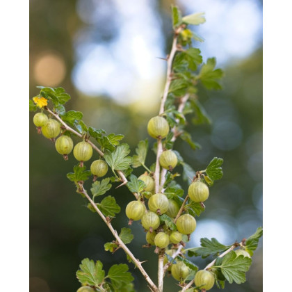 Egreš obyčajný (Grossularia uva-crispa) ´MUCURINES´ Egreš obyčajný (Grossularia uva-crispa) ´MUCURINES´