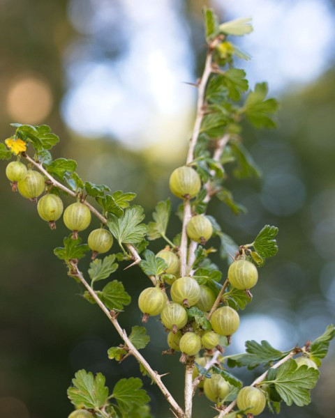 Egreš obyčajný (Grossularia uva-crispa) ´MUCURINES´ Egreš obyčajný (Grossularia uva-crispa) ´MUCURINES´