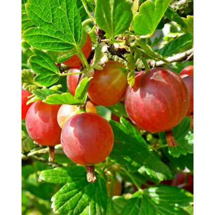 Egreš obyčajný (Grossularia uva-crispa) ´PAX´ Egreš obyčajný (Grossularia uva-crispa) ´PAX´