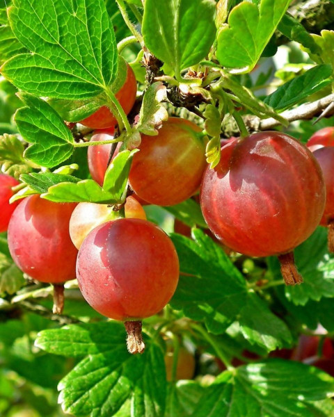 Egreš obyčajný (Grossularia uva-crispa) ´PAX´ Egreš obyčajný (Grossularia uva-crispa) ´PAX´