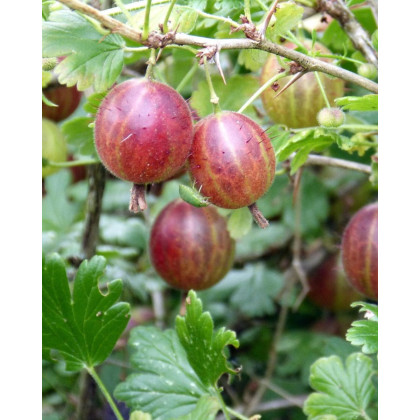 Egreš obyčajný (Grossularia uva-crispa) ´SALUT´ Egreš obyčajný (Grossularia uva-crispa) ´SALUT´