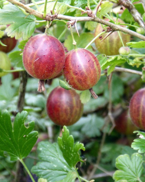 Egreš obyčajný (Grossularia uva-crispa) ´SALUT´ Egreš obyčajný (Grossularia uva-crispa) ´SALUT´