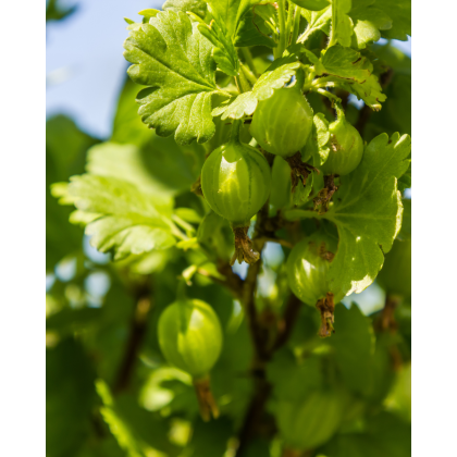 Egreš obyčajný (Grossularia uva-crispa) ´TRIUMF´ Egreš obyčajný (Grossularia uva-crispa) ´TRIUMF´