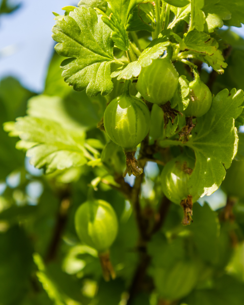 Egreš obyčajný (Grossularia uva-crispa) ´TRIUMF´ Egreš obyčajný (Grossularia uva-crispa) ´TRIUMF´