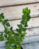 Egreš obyčajný (Grossularia uva-crispa) ´INVICTA´ Egreš obyčajný (Grossularia uva-crispa) ´INVICTA´