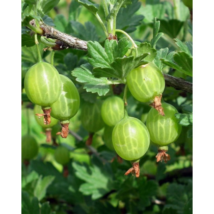 Egreš obyčajný (Grossularia uva-crispa) ´INVICTA´ Egreš obyčajný (Grossularia uva-crispa) ´INVICTA´