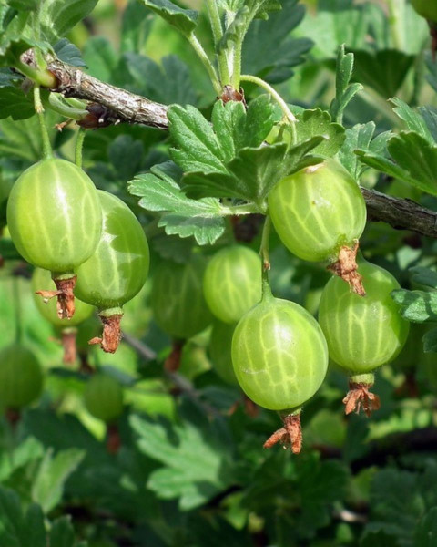 Egreš obyčajný (Grossularia uva-crispa) ´INVICTA´ Egreš obyčajný (Grossularia uva-crispa) ´INVICTA´