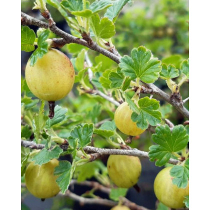 Egreš obyčajný (Grossularia uva-crispa) ´RODNIK´ Egreš obyčajný (Grossularia uva-crispa) ´RODNIK´