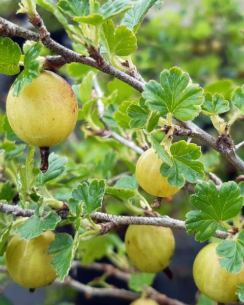 Egreš obyčajný (Grossularia uva-crispa) ´RODNIK´ Egreš obyčajný (Grossularia uva-crispa) ´RODNIK´