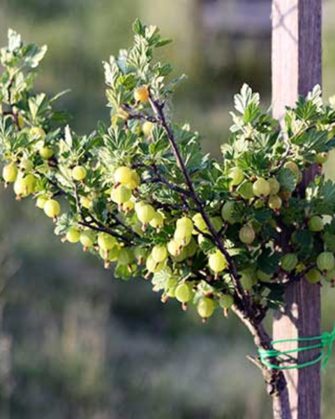 Egreš obyčajný (Grossularia uva-crispa) ´INVICTA´ Egreš obyčajný (Grossularia uva-crispa) ´INVICTA´