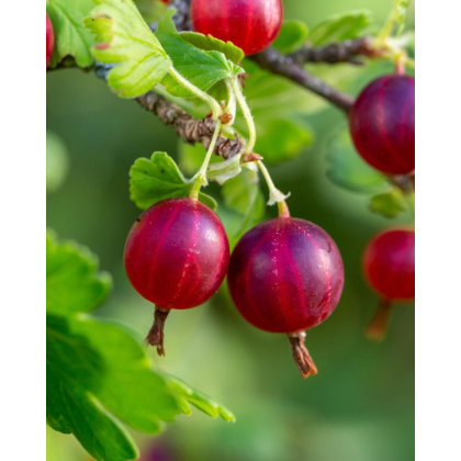 Egreš obyčajný (Grossularia uva-crispa) ´KRASNOSLAVJANSKIJ´