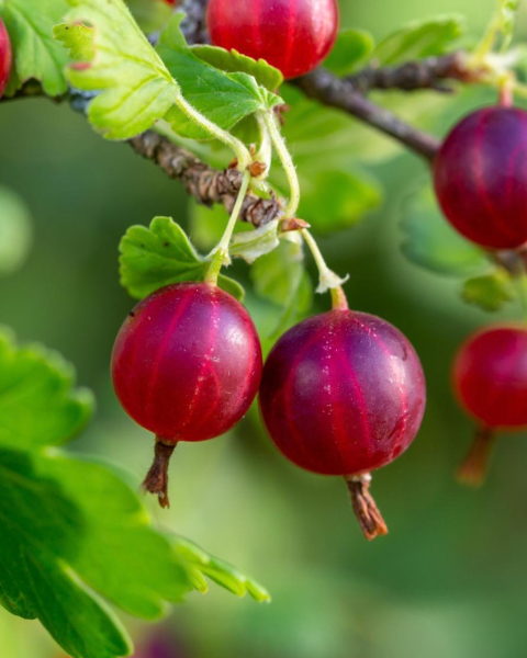 Egreš obyčajný (Grossularia uva-crispa) ´KRASNOSLAVJANSKIJ´ Egreš obyčajný (Grossularia uva-crispa) ´KRASNOSLAVJANSKIJ´