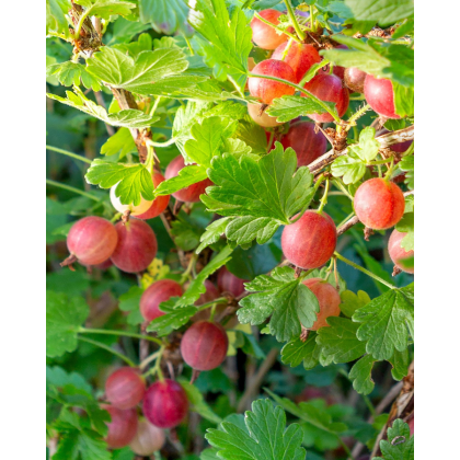 Egreš obyčajný (Grossularia uva-crispa) ´KRASNOSLAVJANSKIJ´