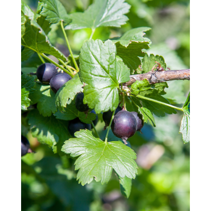 Egreš obyčajný (Grossularia uva-crispa) ´KRASNOSLAVJANSKIJ´ Egreš obyčajný (Grossularia uva-crispa) ´KRASNOSLAVJANSKIJ´