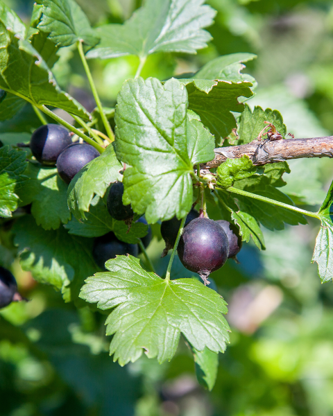 Egreš obyčajný (Grossularia uva-crispa) ´KRASNOSLAVJANSKIJ´ Egreš obyčajný (Grossularia uva-crispa) ´KRASNOSLAVJANSKIJ´
