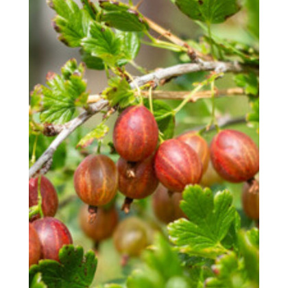 Egreš obyčajný (Grossularia uva-crispa) ´NIESLUCHOWSKI´ Egreš obyčajný (Grossularia uva-crispa) ´NIESLUCHOWSKI´