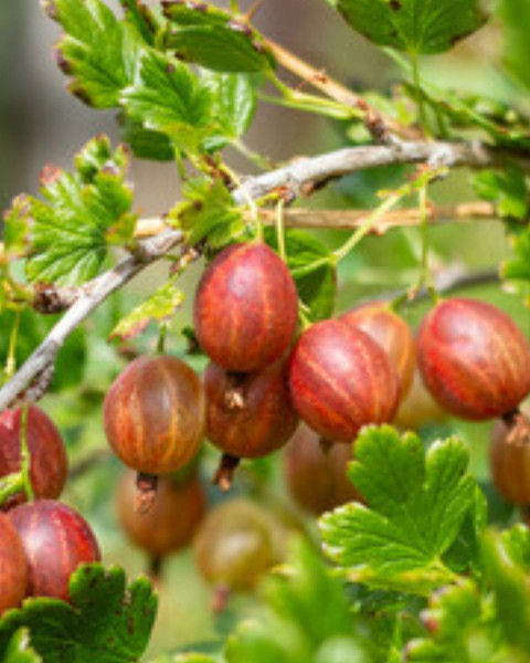 Egreš obyčajný (Grossularia uva-crispa) ´NIESLUCHOWSKI´ Egreš obyčajný (Grossularia uva-crispa) ´NIESLUCHOWSKI´