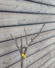 Figovník jedlý (Ficus Carica) ´BROGIOTTO BIANCO´ (-18°C)
