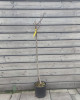 Figovník jedlý (Ficus Carica) ´BROGIOTTO BIANCO´ (-18°C)