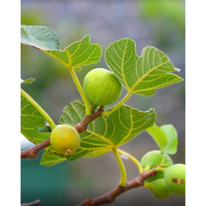 Figovník jedlý (Ficus Carica) ´BROGIOTTO BIANCO´ (-18°C) Figovník jedlý (Ficus Carica) ´BROGIOTTO BIANCO´ (-18°C)