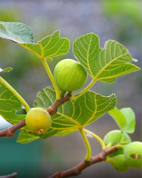 Figovník jedlý (Ficus Carica) ´BROGIOTTO BIANCO´ (-18°C) Figovník jedlý (Ficus Carica) ´BROGIOTTO BIANCO´ (-18°C)