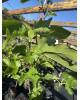 Figovník obyčajný (Ficus carica) ´BROGIOTTO NERO´